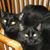 Susan Jancsek-Moczulski's profile image