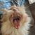 Joseph Altieri's profile image
