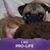 Diane Holen Amsler's profile image