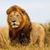 Arturo Ruvalcaba's profile image