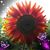 Pamela Swearingen's profile image