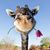 Kelli Lampe's profile image
