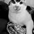 Cindy Brinkman's profile image