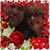 Dawn Fitzgerald Huffman's profile image