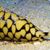 Shell Bells's profile image