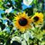 Crystal Graham Starkey's profile image
