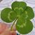Susan Wallace Hanson's profile image
