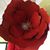 Stacy Renae Hammond's profile image