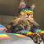 Suzy Gordon Chocolatier's profile image