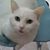 Cheryle Olson's profile image