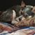 Lauren Hollier's profile image