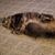 Trina Robinette's profile image