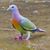 Pramod Chaudhary's profile image
