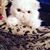 Coco Cobian's profile image