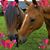 Joyce Lebo's profile image