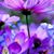 Lisa Hopkins Daniels's profile image