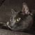 Sabrina M. Decker's profile image