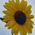 Tammy Hufford Woolery's profile image