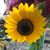 Brenda Meadows's profile image