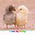 Kathryn Riddle Dyken's profile image