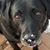 Liz Norko's profile image