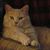 Jeannine Peight Frye's profile image