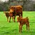 Lorna Hite Dismang's profile image