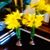 Donna Turner Williams's profile image