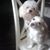 Heraldo Hernandez's profile image