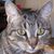 Deborah Shotwell-Smith Bentley's profile image