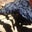 Kahren Pelzer's profile image