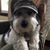 Charley Orlando's profile image