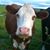 Brenda Coldwell Turner's profile image