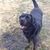 Alyssa Glanz-Krembs's profile image