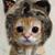 Laurie Boudreau Cuccia's profile image