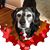 Danielle Johnson Bingaman's profile image