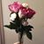 Diana Sandlin's profile image