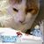 Cali Snow's profile image