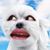 Tofu McGee's profile image