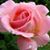 Betsy Galvez's profile image