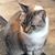 Cheryl Taylor's profile image