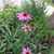 Sherrie Smiljkovski's profile image