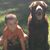 Shaffer Sorott's profile image