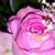 Connie Ninneman's profile image