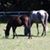 Jack Lopes Mendes's profile image