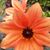 Stephanie Jo Schmidt's profile image