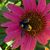 Shelagh Cahoon Cobb's profile image