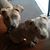 Dina Jo Besser-Cunningham's profile image