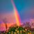Susan Shelby Francis's profile image