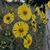 Theresa Pariani Leonardo's profile image